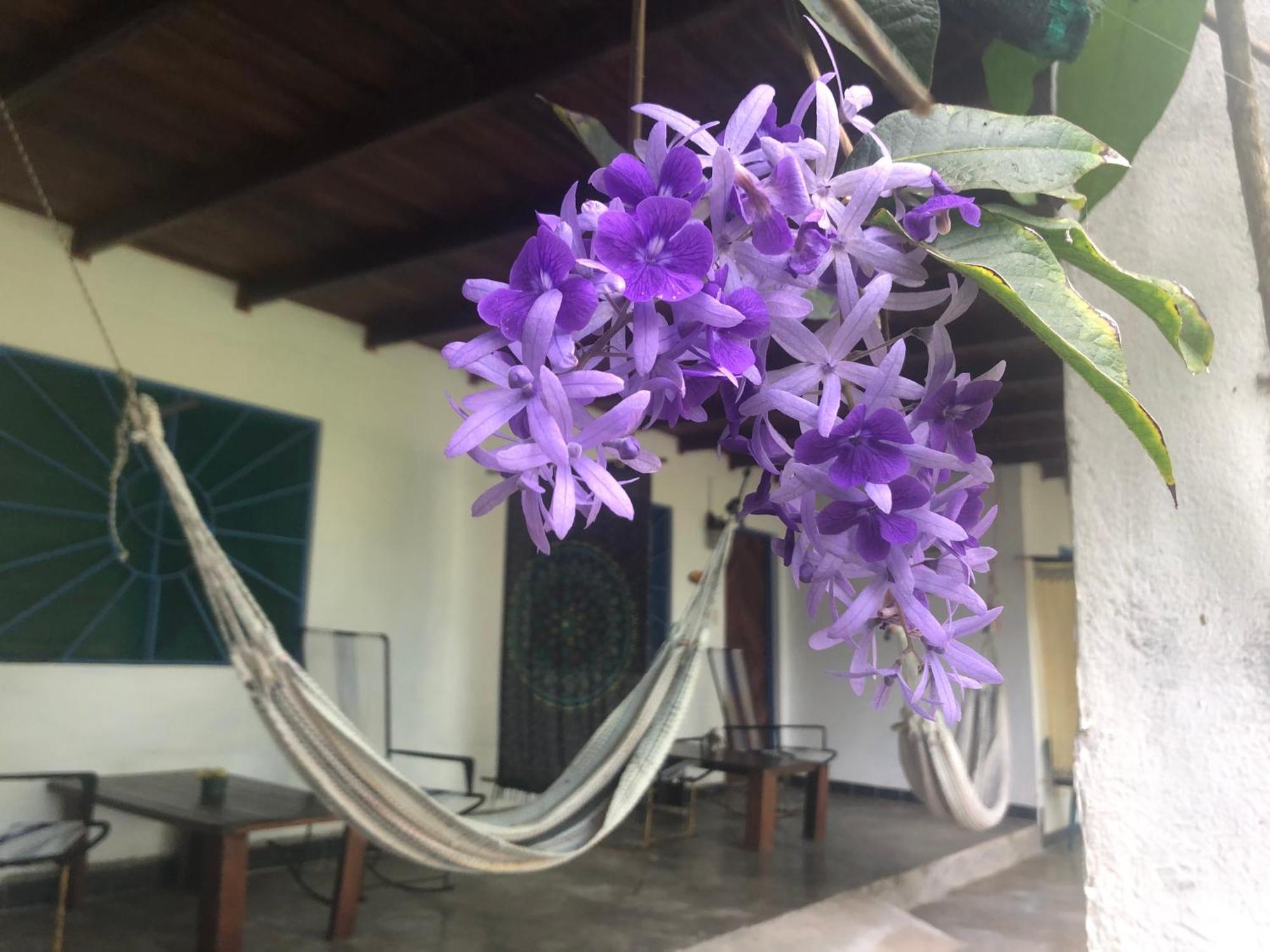 El Pargo Feliz Hotell Montezuma Eksteriør bilde
